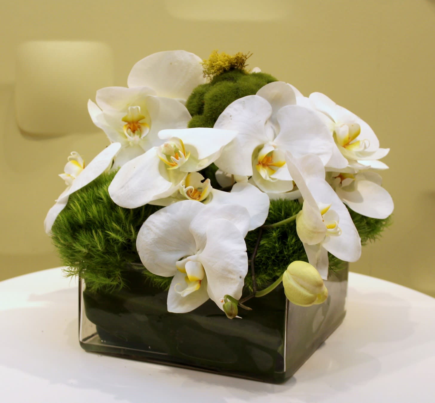 White orchids arranged in a square glass vase with green moss