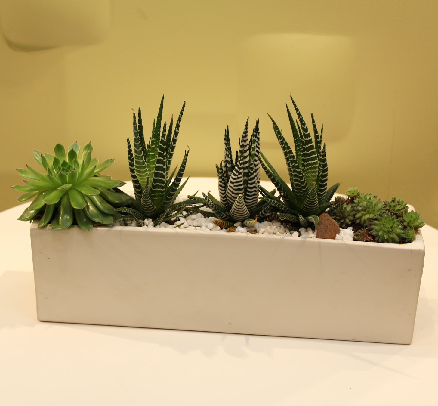 Succulent arrangement in a rectangular white planter with white stones