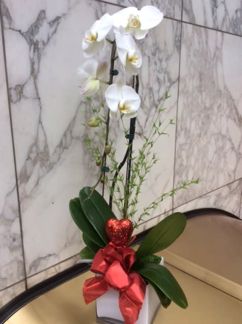 White orchid arrangement in a white pot with a red ribbon and heart decoration