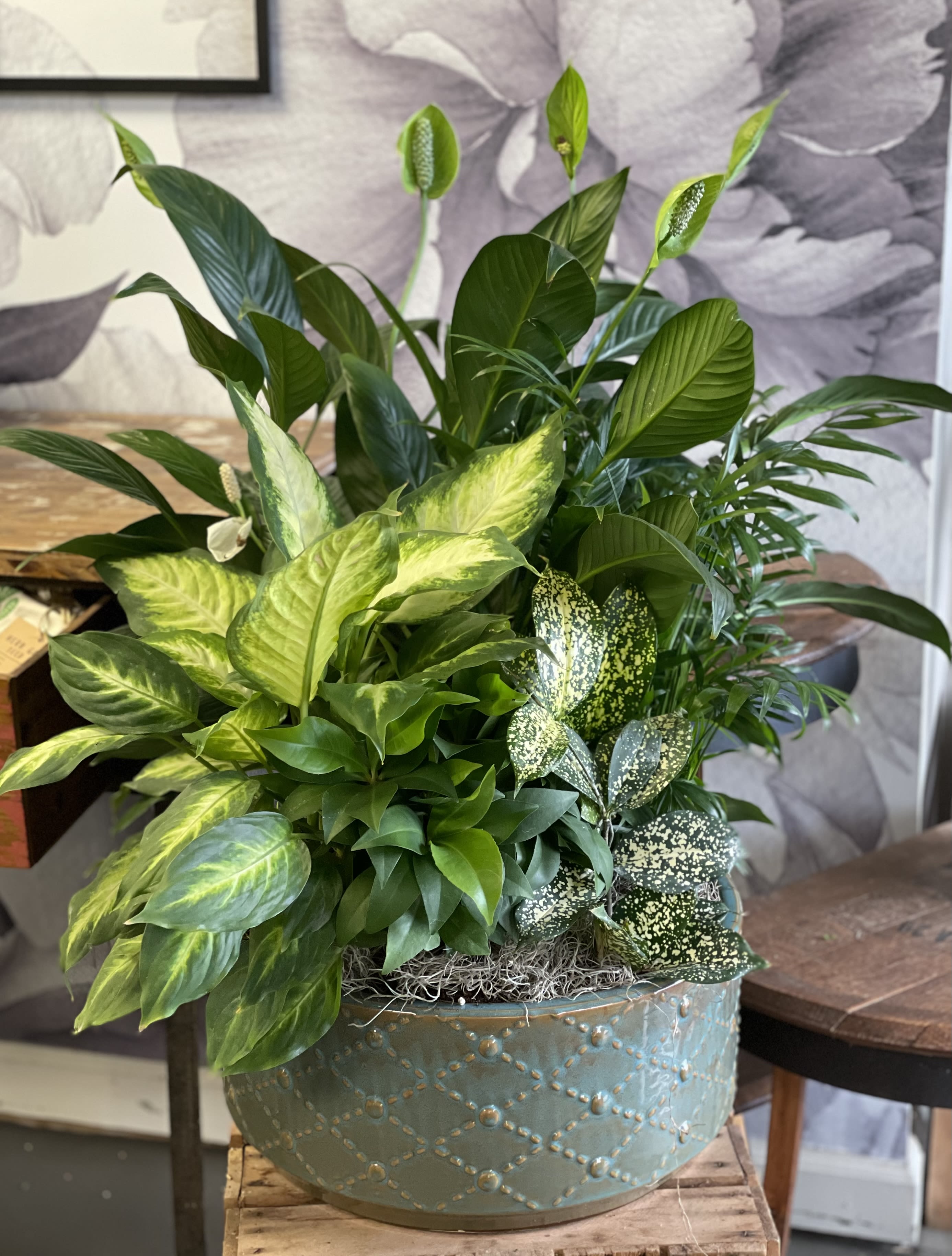 Mixed green houseplants in a blue decorative bowl planter