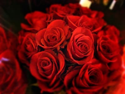 Close-up bouquet of red roses