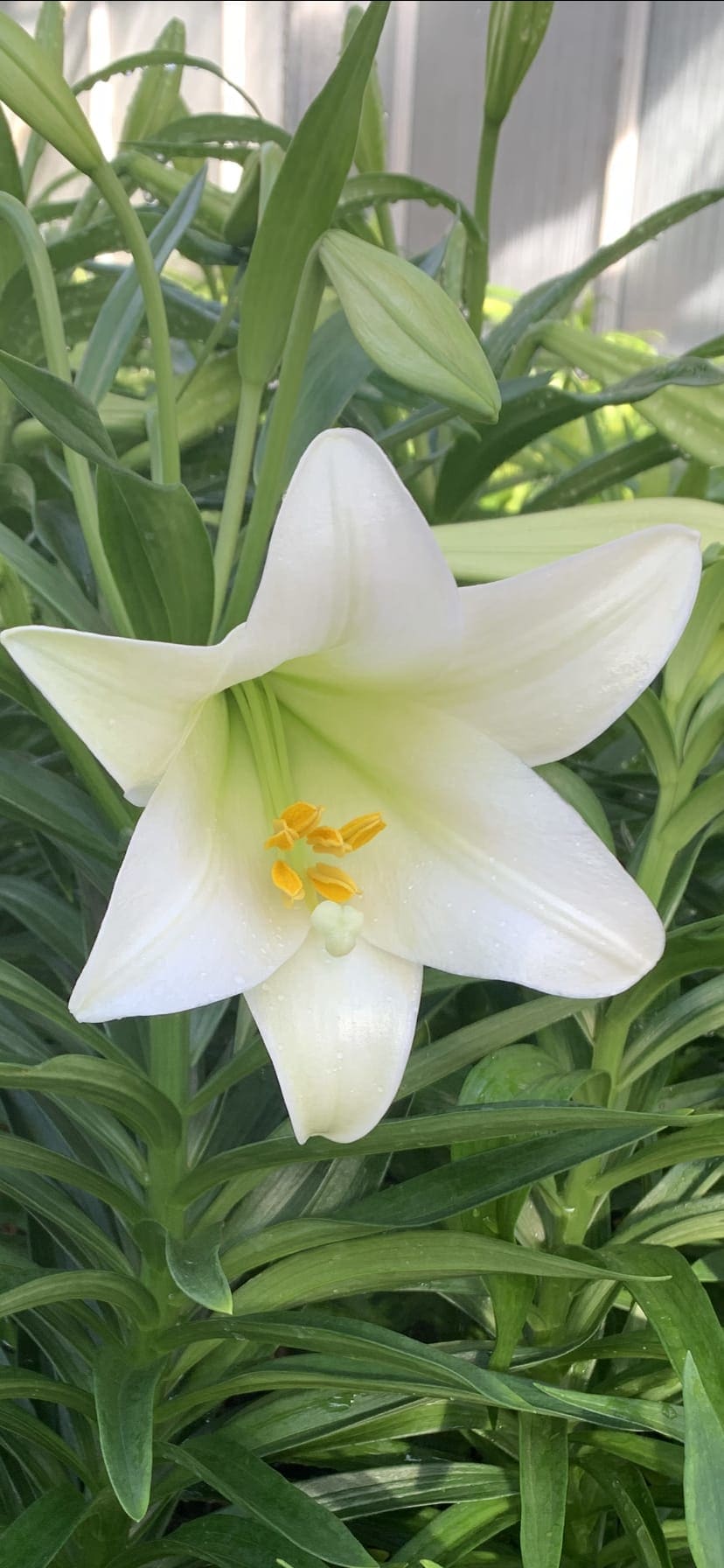 2 planted Premium Easter Lilies - 2 Premium Easter Lilies Planted with a fresh green moss finish so you can decorate your home your way spreading the beautiful bounty to every corner of the house. A very popular item. You get 2 six inch pots. Order today. Limited inventory. 