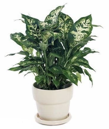 Potted Aglaomena - Aglaomena’s are a great alternative to flowers. They thrive in low light and are known as air cleaning plants. 