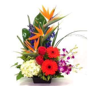 Tropical flower arrangement with red gerberas, roses, and orchids in a black vase