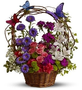 Dancing Butterflies [TFWEB513] - How can you show how much you care ? With a basketful of butterflies and blooms! And while the pretty faux butterflies don't really dance, this whimsical basket can make anyone's heart leap with happiness. A splendid choice.  A mix of fresh flowers such as spray roses, button spray chrysanthemums, Matsumoto asters, miniature carnations and Sweet William – in shades of purple, light pink, white, fuchsia and green – is presented in a basket adorned with faux butterflies and curly willow.  Approximately 14" (W) x 16" (H)  Orientation: All-Around      As Shown : TFWEB513  