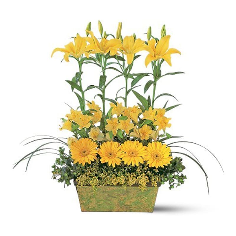 Yellow Garden Rows [TF147-2] - These yellow flowers, expressing their warmth at several elevations, will also show off your elevated sense of style. Perfect for home or office.  Alstroemeria, gerberas, hypericum and lilies, along with lily grass and solidaster, arrive in a tasteful garden planter box.  Approximately 31" W x 25" H  Orientation: One-Sided      As Shown : TF147-2  