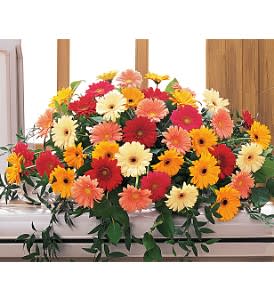  Uplifting Thoughts Casket Spray [TF202-4] - This casket spray with its bright gerberas offers hope and inspiration.  One casket spray arrives with a bright mixture of gold, hot pink, peach, red and yellow gerberas.  Approximately 47" W x 42" H  Orientation: All-Around      As Shown : TF202-4  