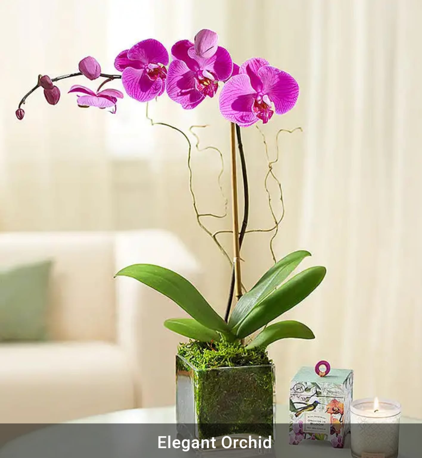 Pink orchid plant in a square glass pot with a candle nearby