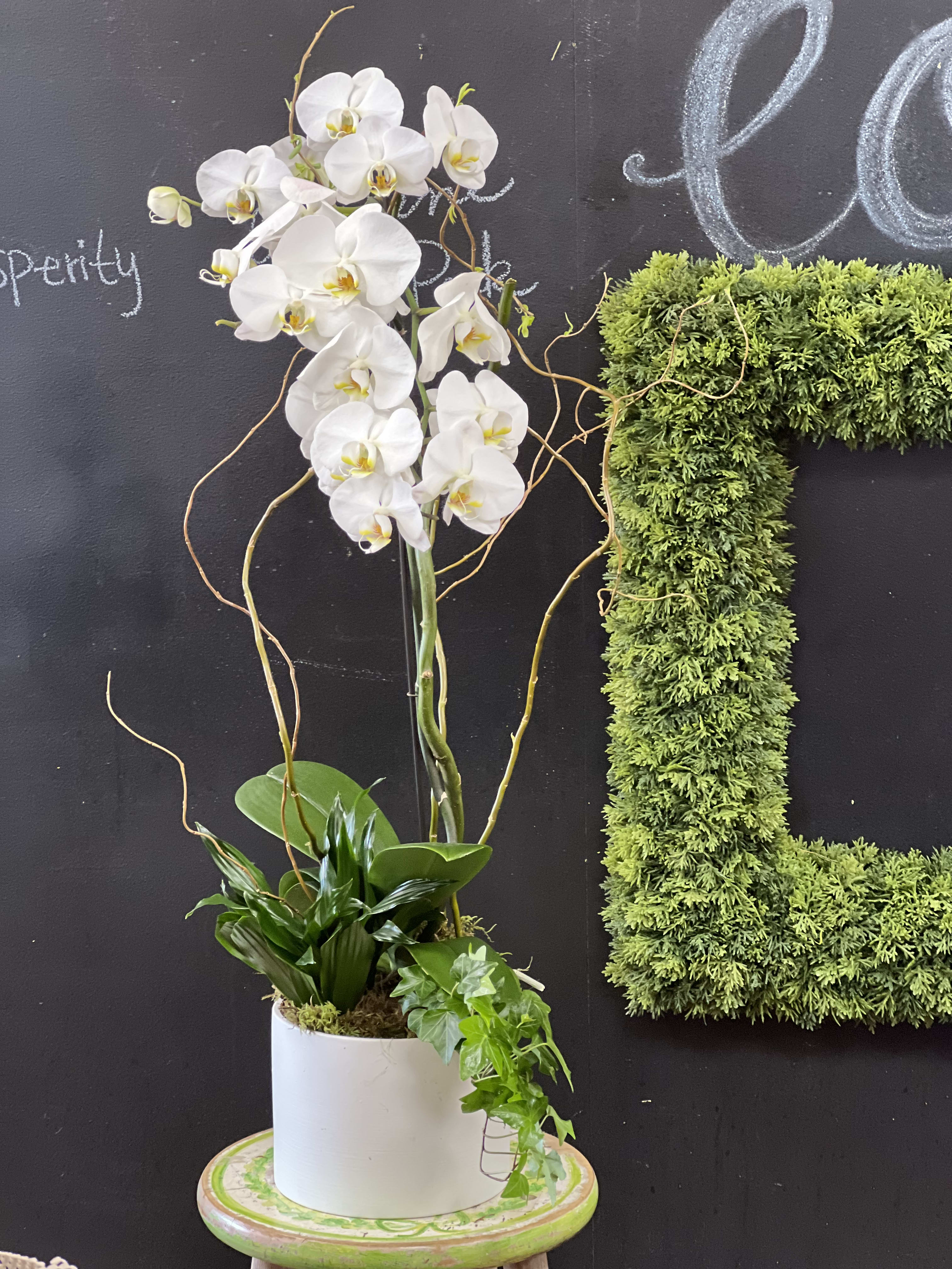 White orchid arrangement in a white pot with trailing ivy