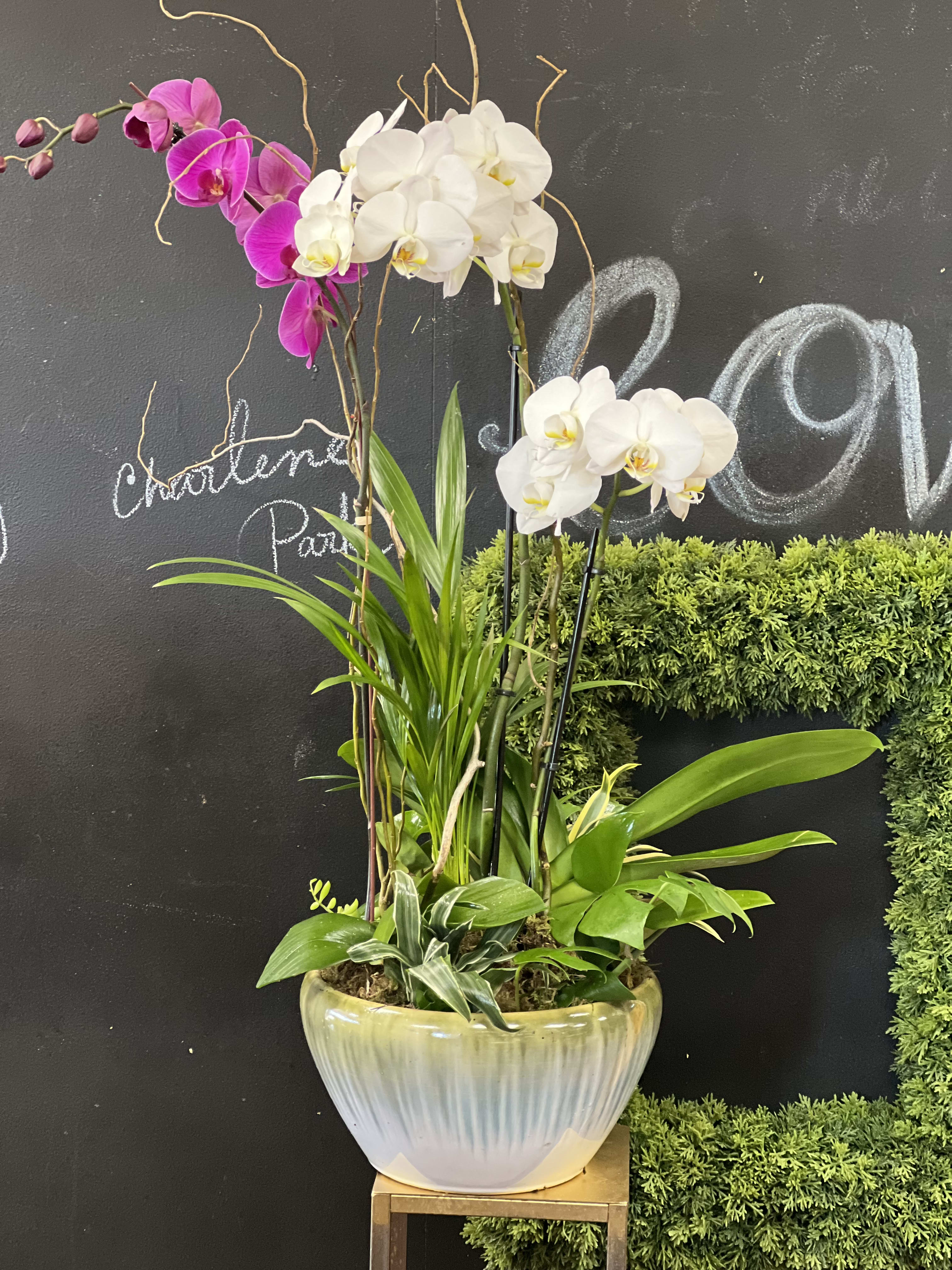 Orchid Plants Arrangement By CHARLENE 159 in Cerritos, CA
