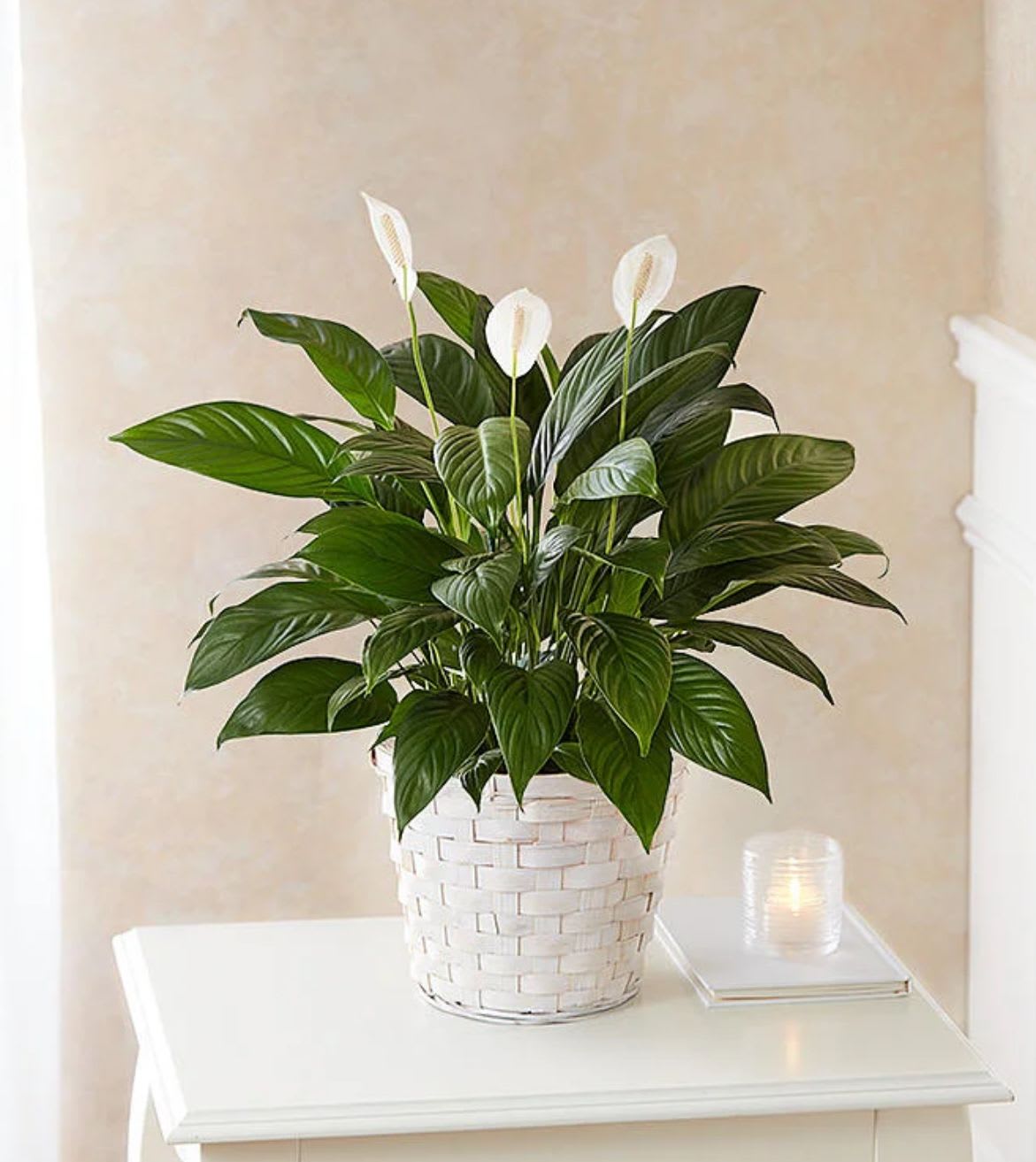Peace lily plant with white blooms in a white woven basket on a table