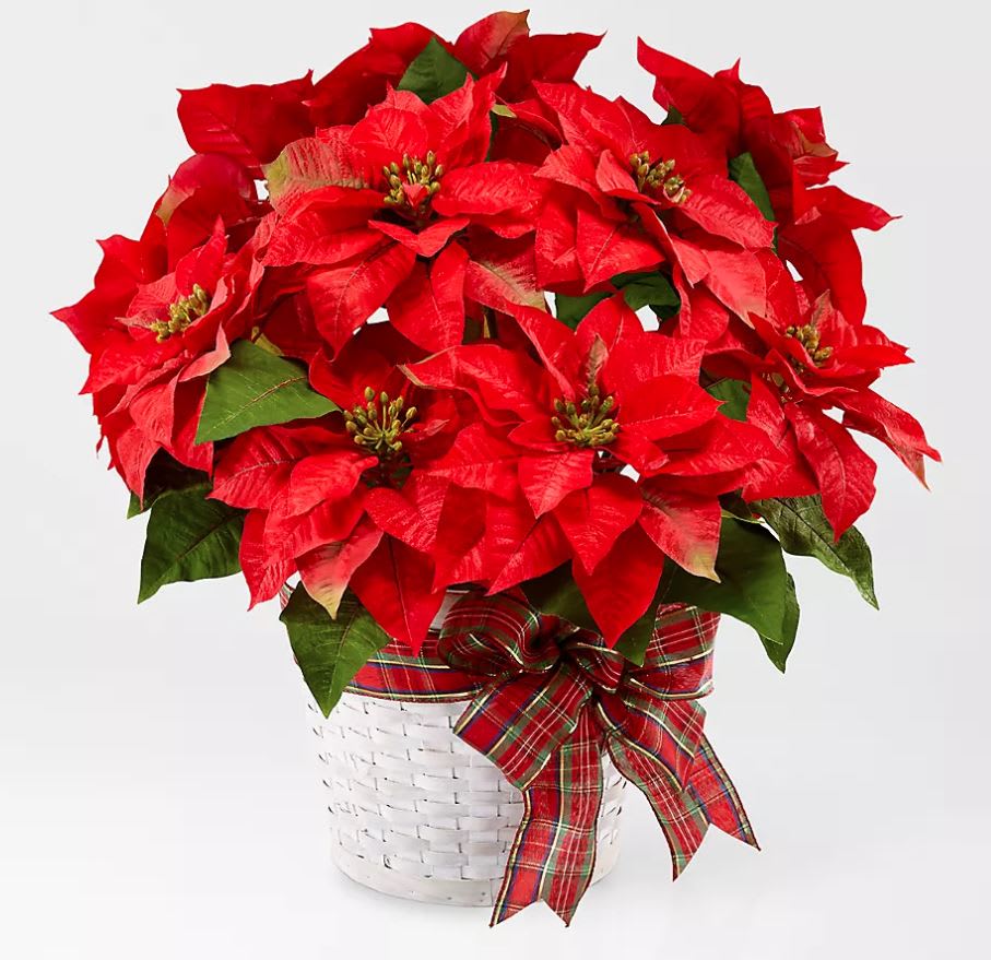 Happiest Holidays Poinsettia - Poinsettias make any home feel ready for the holidays with their classic, bold red flowers and green leaves. Each plant comes tied with a festive ribbon