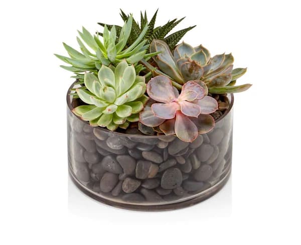 Low succulent garden in a clear glass cylinder filled with dark pebbles