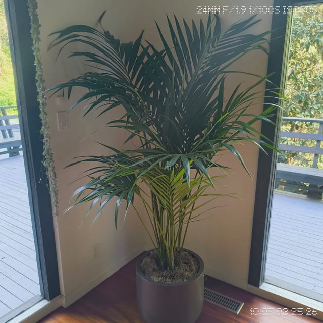 Kentia Palm - 7 Gal Hi Kentia Palm Height: 7ft *POT INCLUDED