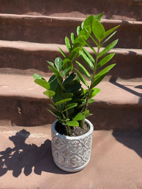 Potted ZZ Plant - Potted ZZ plant. Pot may vary