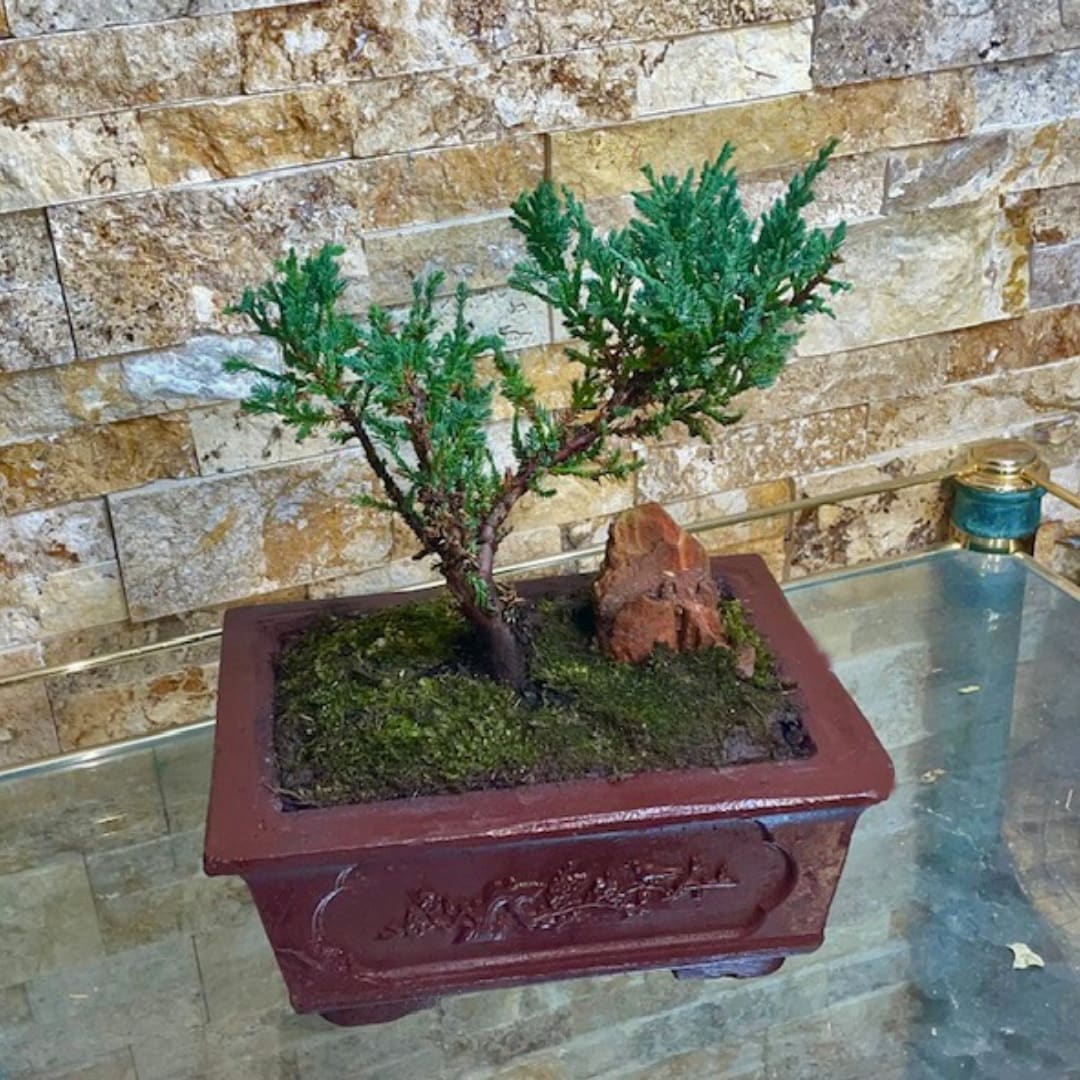 Small bonsai tree in a rectangular planter on a glass table