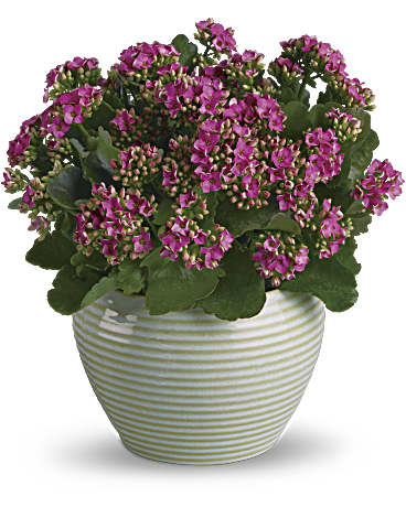 Pink flowering plant in a striped ceramic pot