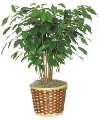 Potted green houseplant in a woven basket planter