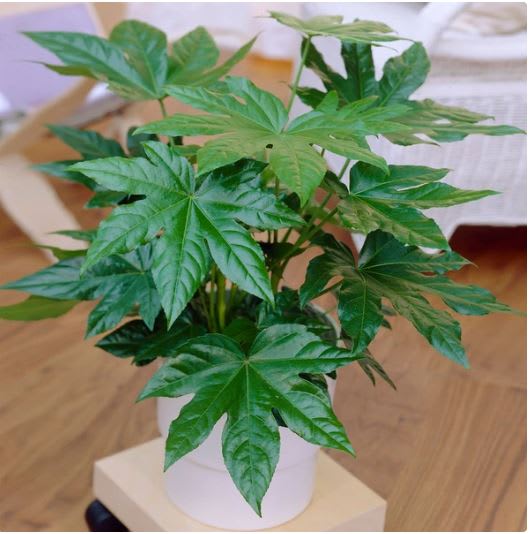 Potted green plant with large palmate leaves in a white container