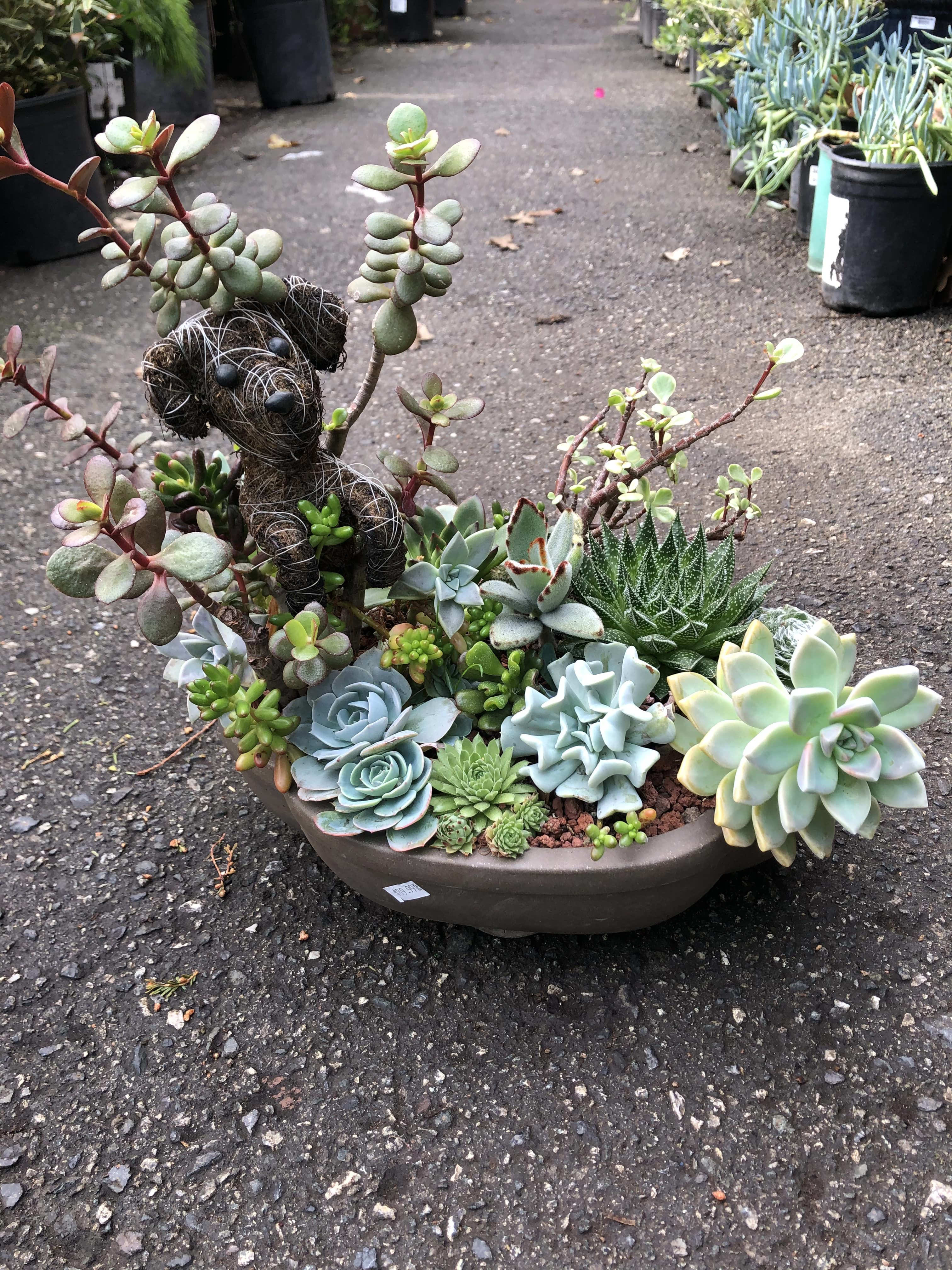 Dog &amp; Succulents arrangement  - Place in bright indirect light. Spray to water. 14" height 13.5" width