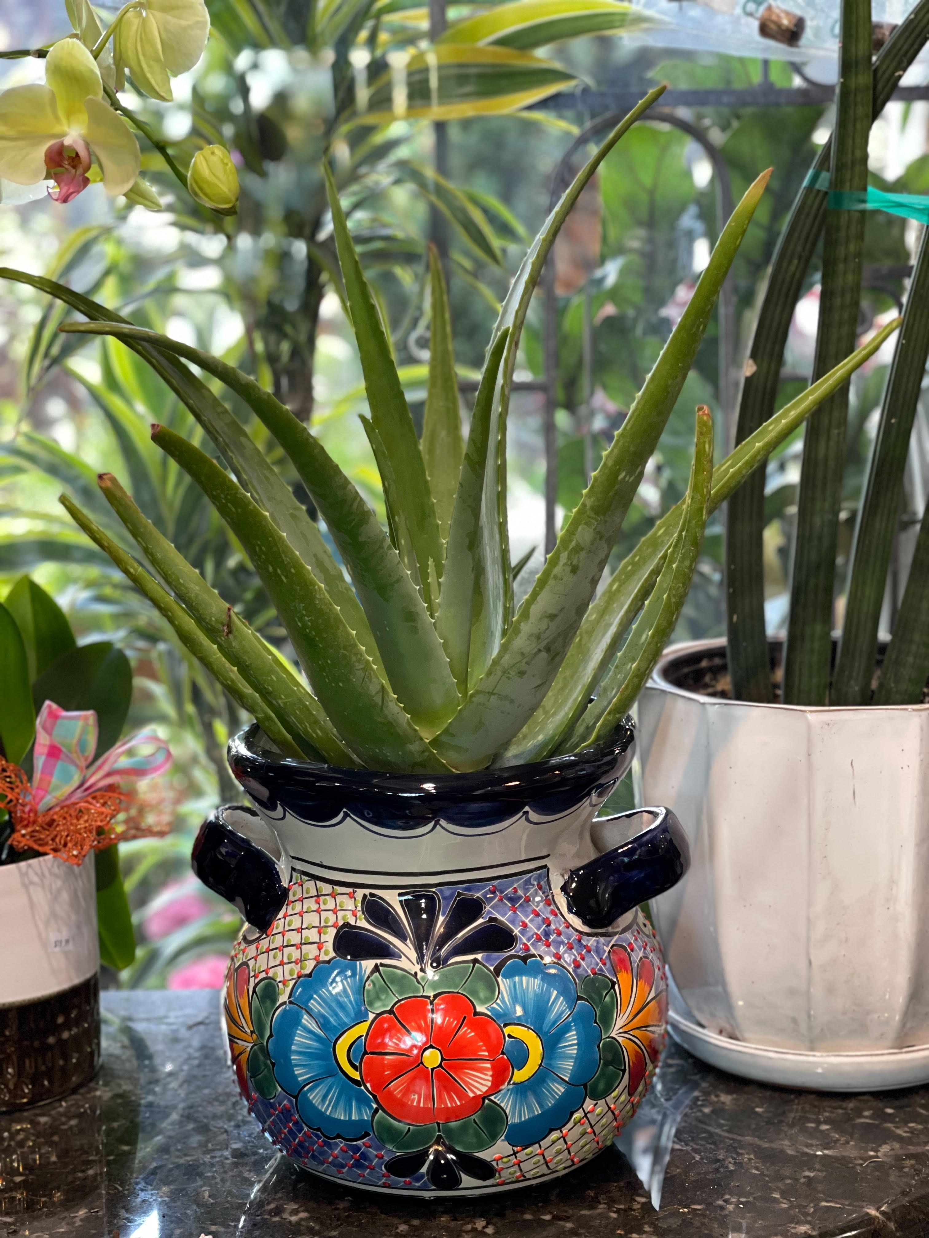 Potted aloe vera in a colorful ceramic planter