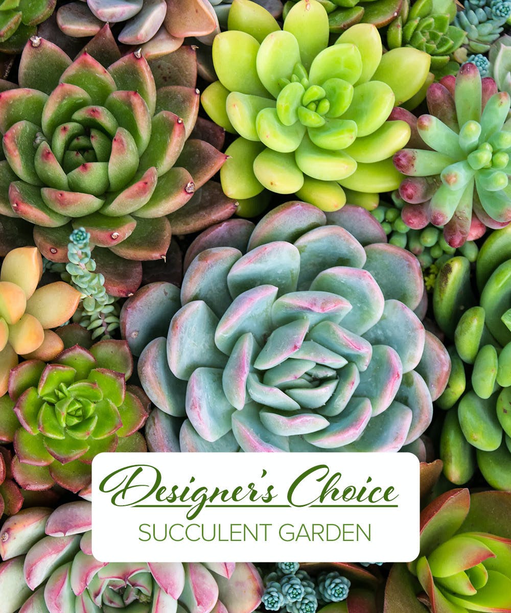 Assorted colorful succulents arranged in a dense garden display