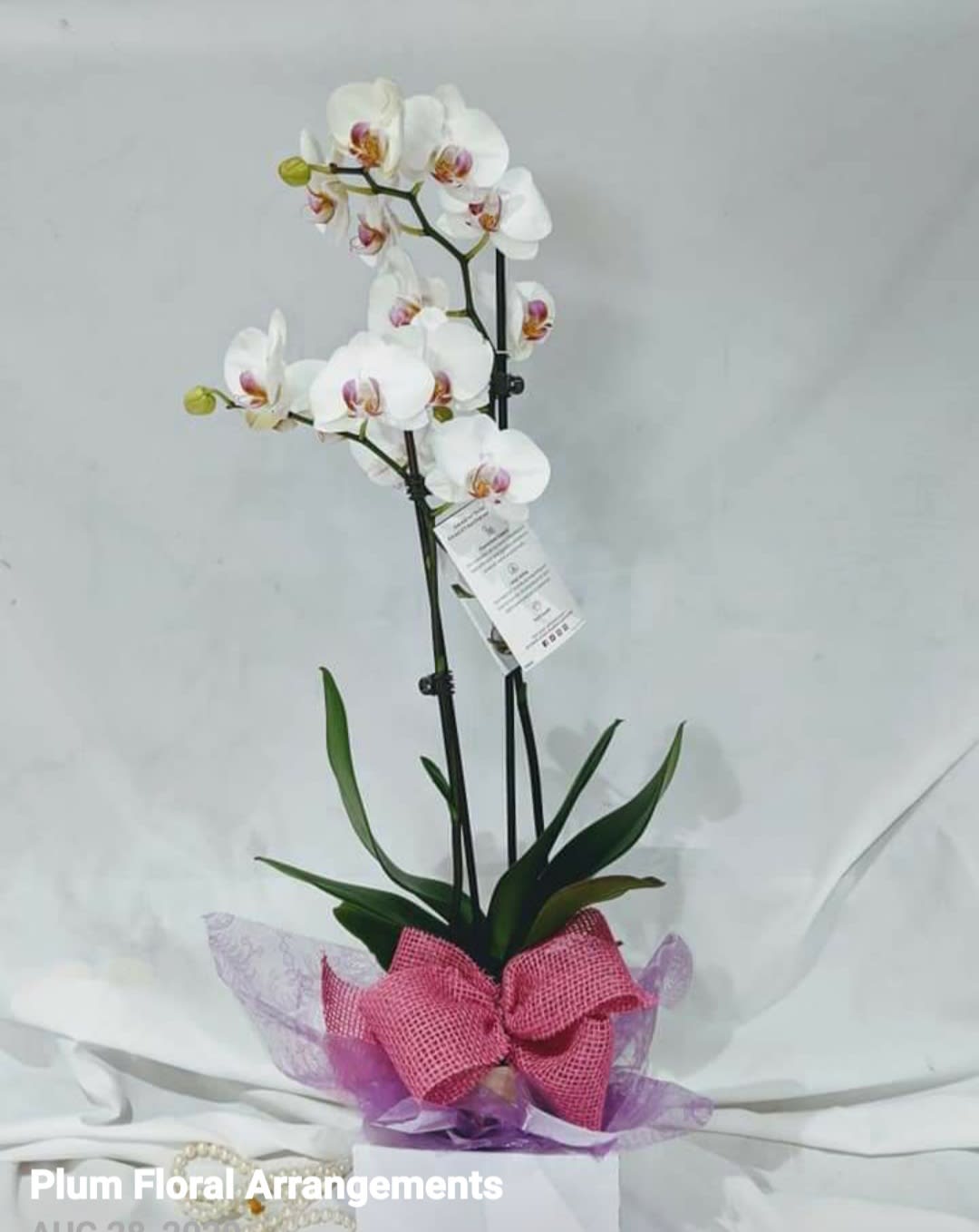 White orchid plant in a pot with a pink bow