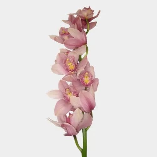 Single stem of pink orchids on a white background