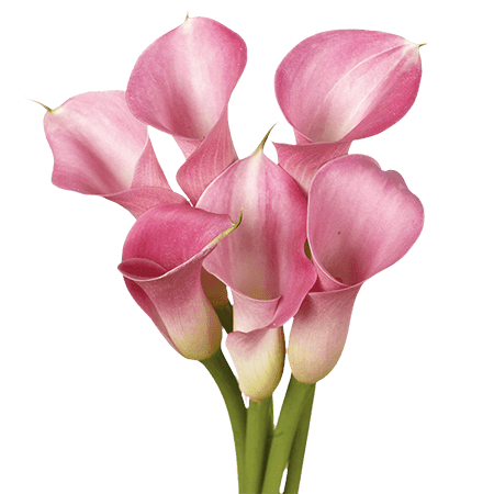 Pink calla lilies with long green stems