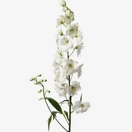 Tall white orchid spray with a few green buds on a plain background