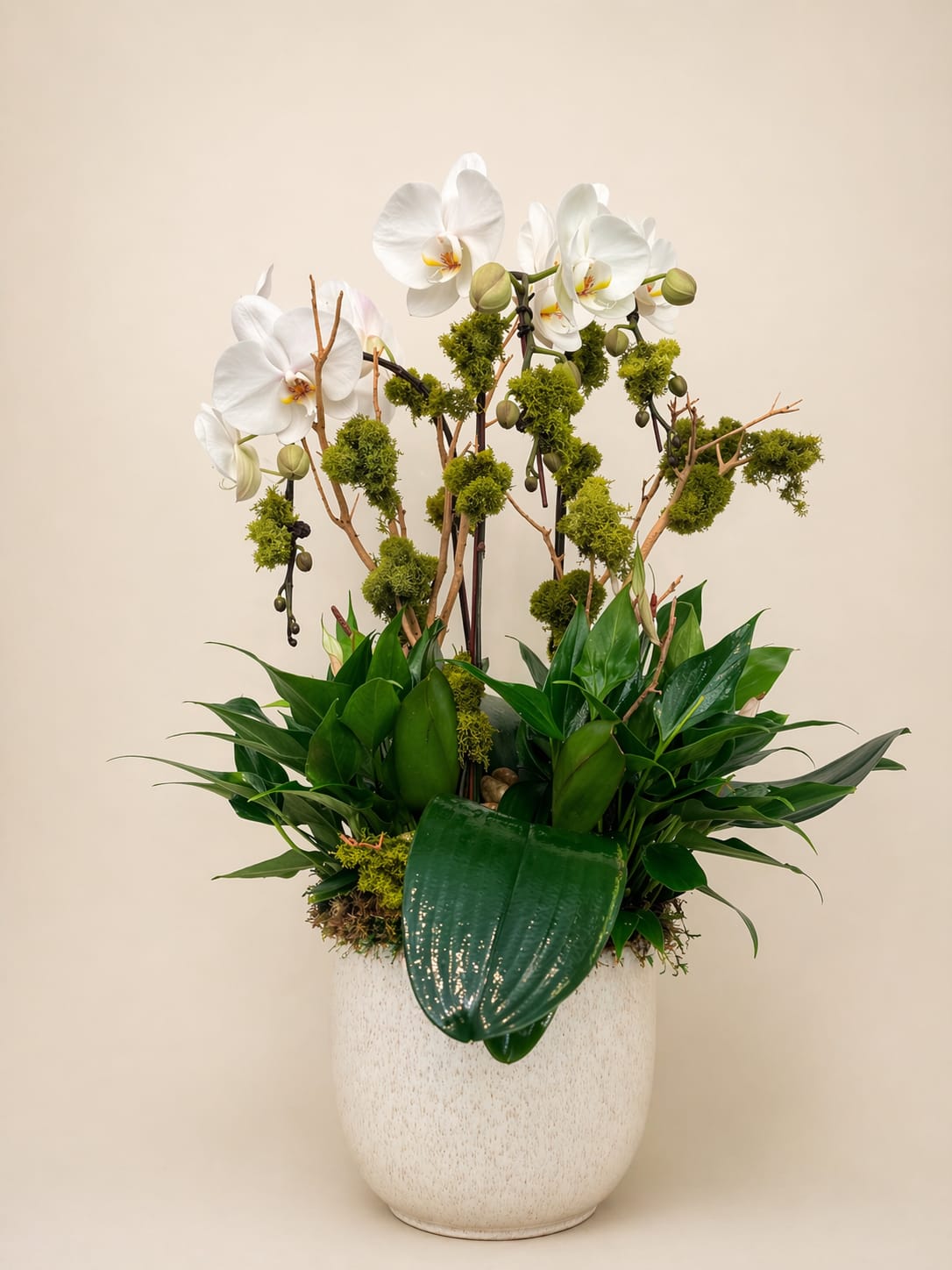White Elegance - White phalaenopsis orchids with lush green foliage in a tall white ceramic planter with decorative branches