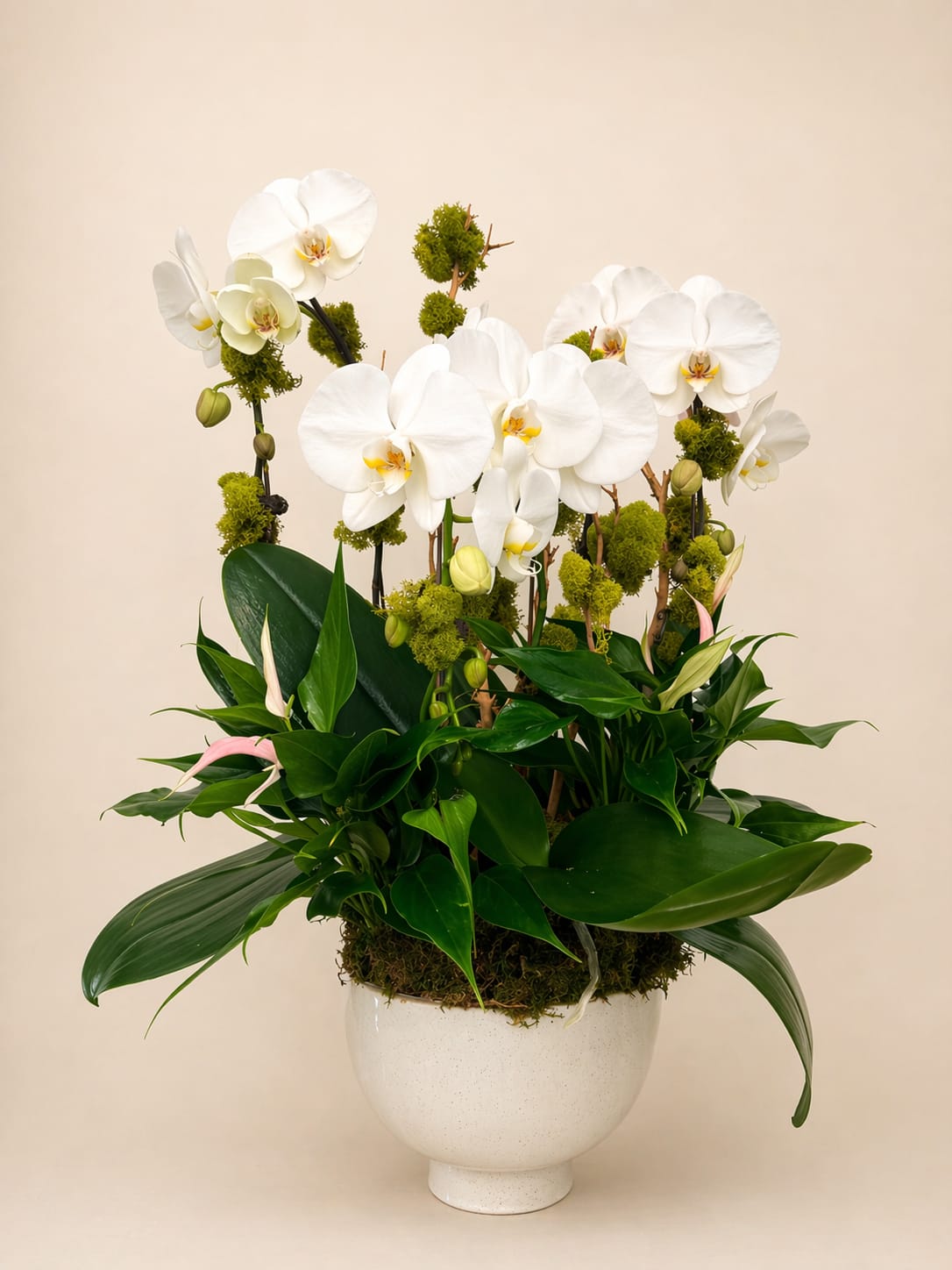Orchid Charm  - White Phalaenopsis with green foliage, pale pink buds and chartreuse moss in a ceramic pedestal vase