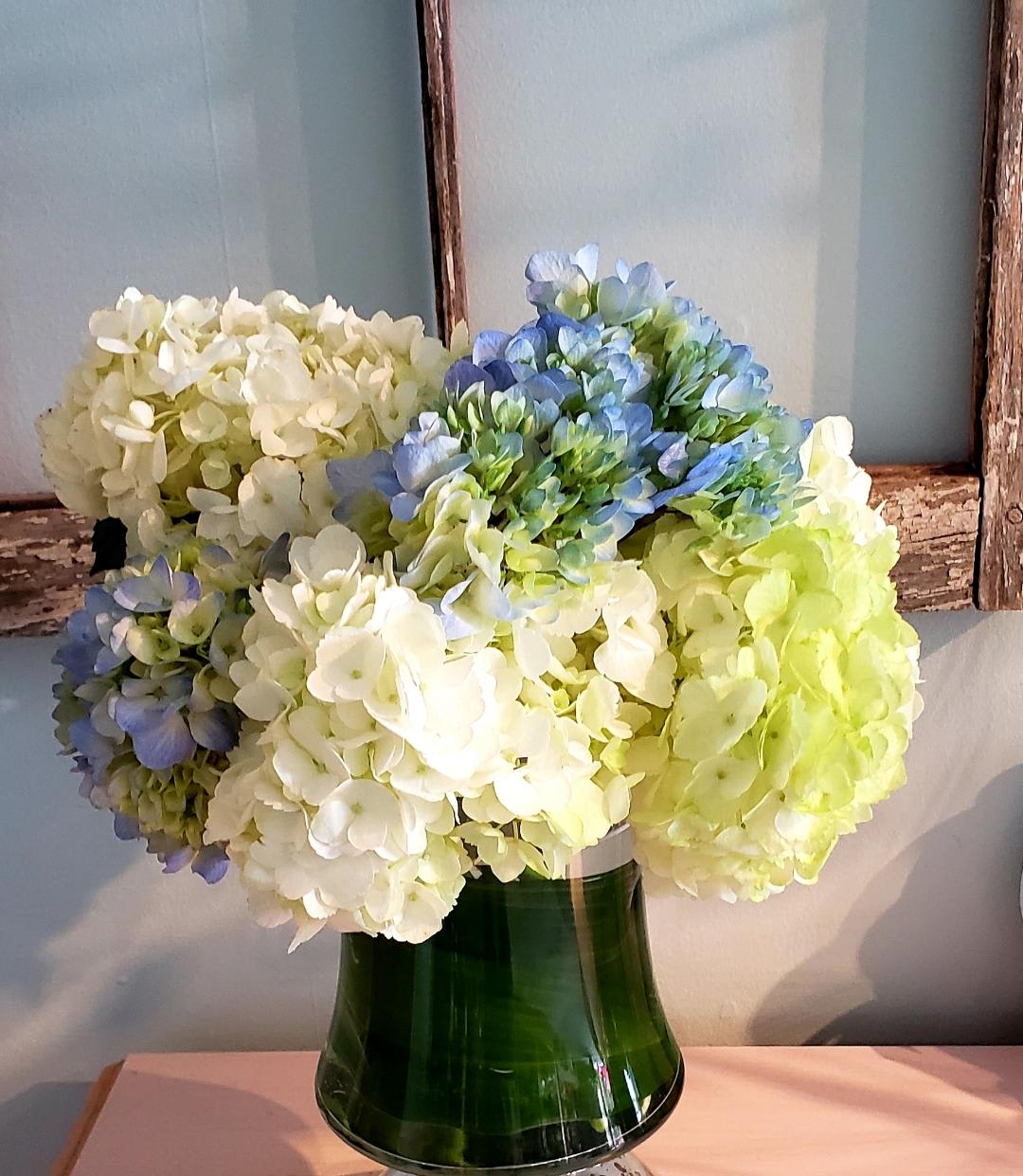 Blue, white, and green hydrangeas in a dark glass vase