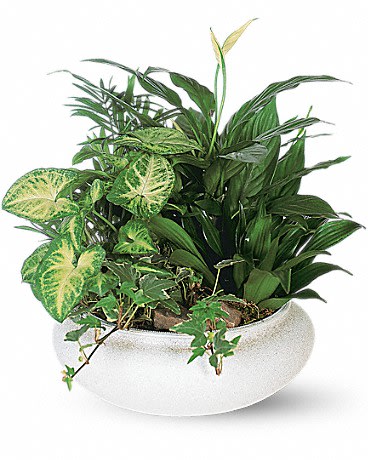 Mixed green houseplants in a white bowl planter