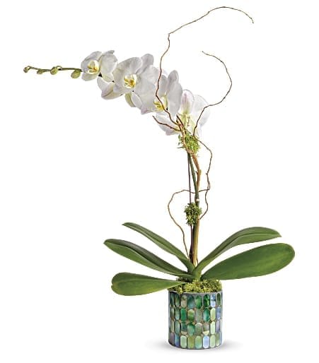 White orchid plant in a mosaic-patterned pot