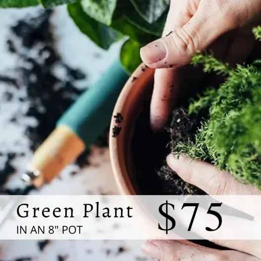 Large green plant - Assorted tropical foliage plant in an 8 inch pot with basket and bow