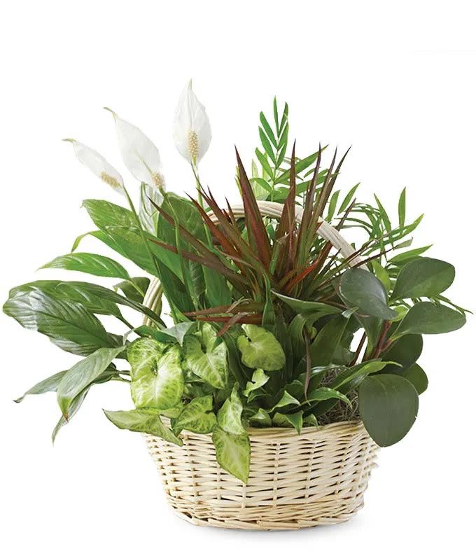 Traditional Dish Garden - Assortment of Green &amp; Neutral Colored blooming plants in a basket.