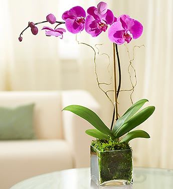 Elegant Orchid - Elegant Orchid