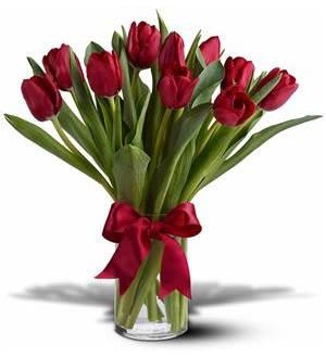 White Tulips - White Tulips