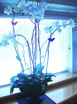 Tall orchid arrangement in a dark bowl with blue butterfly accents