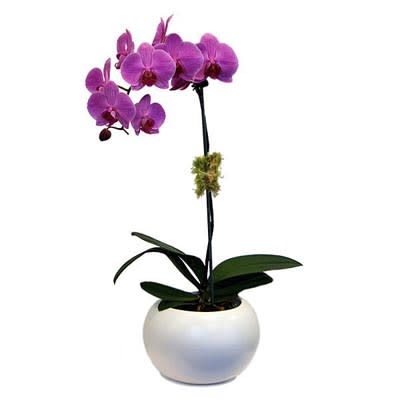 Orchid Plant (Select) in Purple orchid single stem, arranged in a ceramic or glass container, Single Stem. - Orchid Plant (Select) in Purple, single orchid arranged in a ceramic or glass container, Single Stem.
