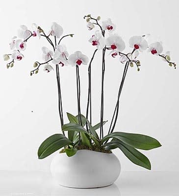 White phalaenopsis orchid plant with multiple tall stems in a low white ceramic pot