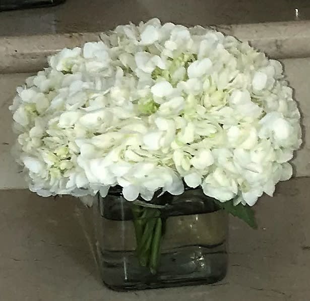 Low arrangement of white hydrangeas in a clear glass cube vase