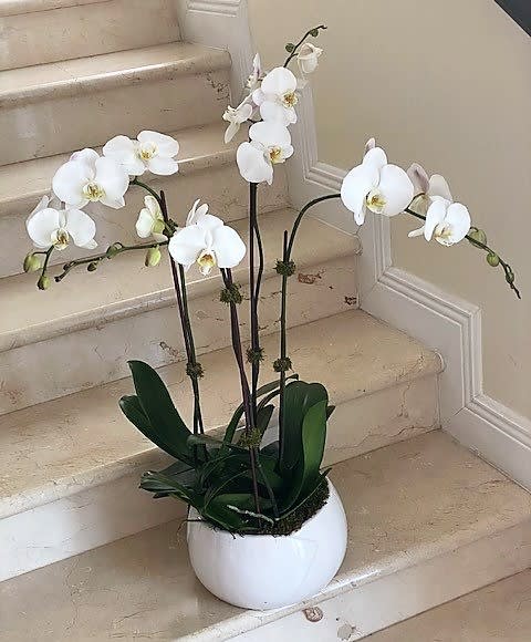 Tall white phalaenopsis orchid plant in a round white pot on indoor stone steps