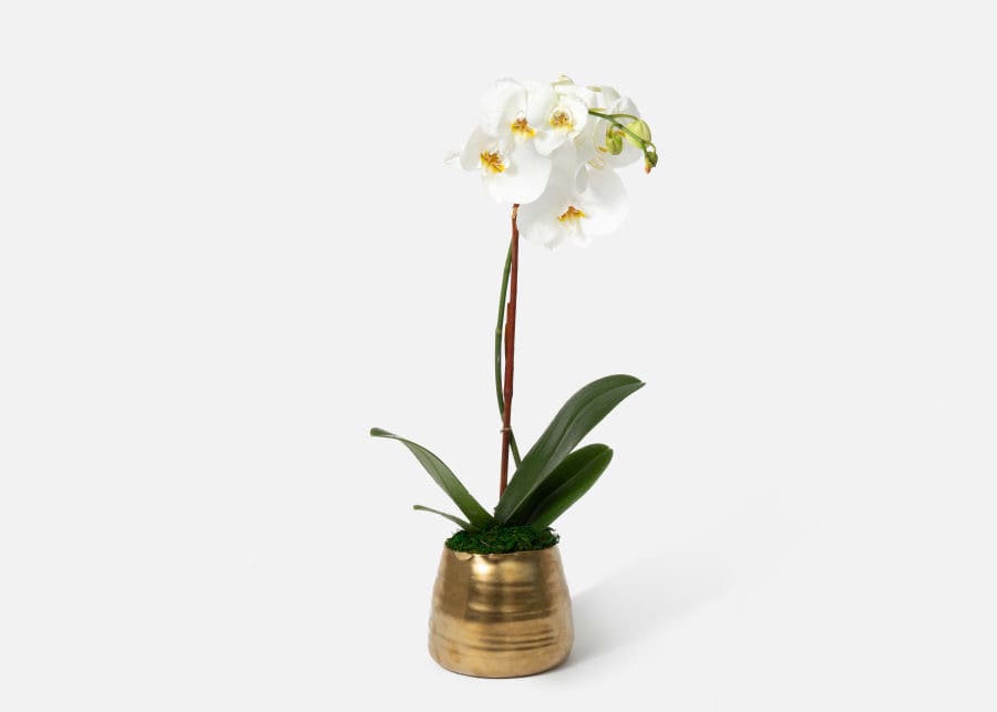 White orchid plant in a gold pot