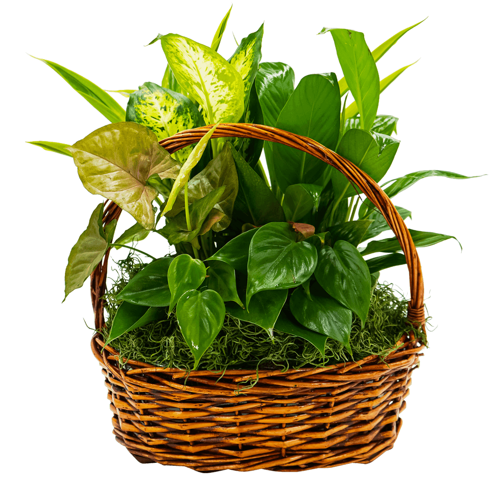 Basket of assorted green houseplants with a woven handle
