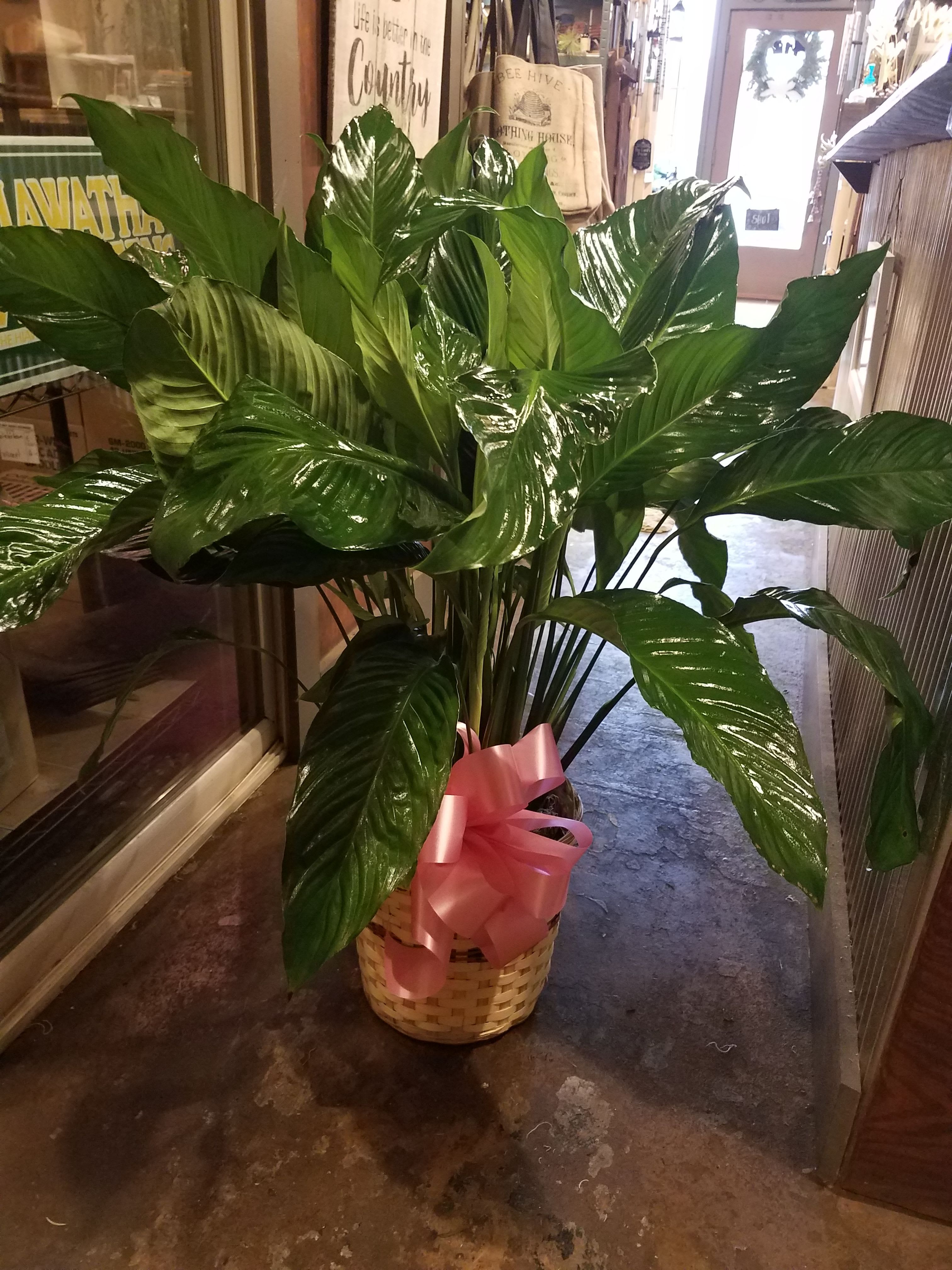 Large green potted plant in a woven basket with a pink bow