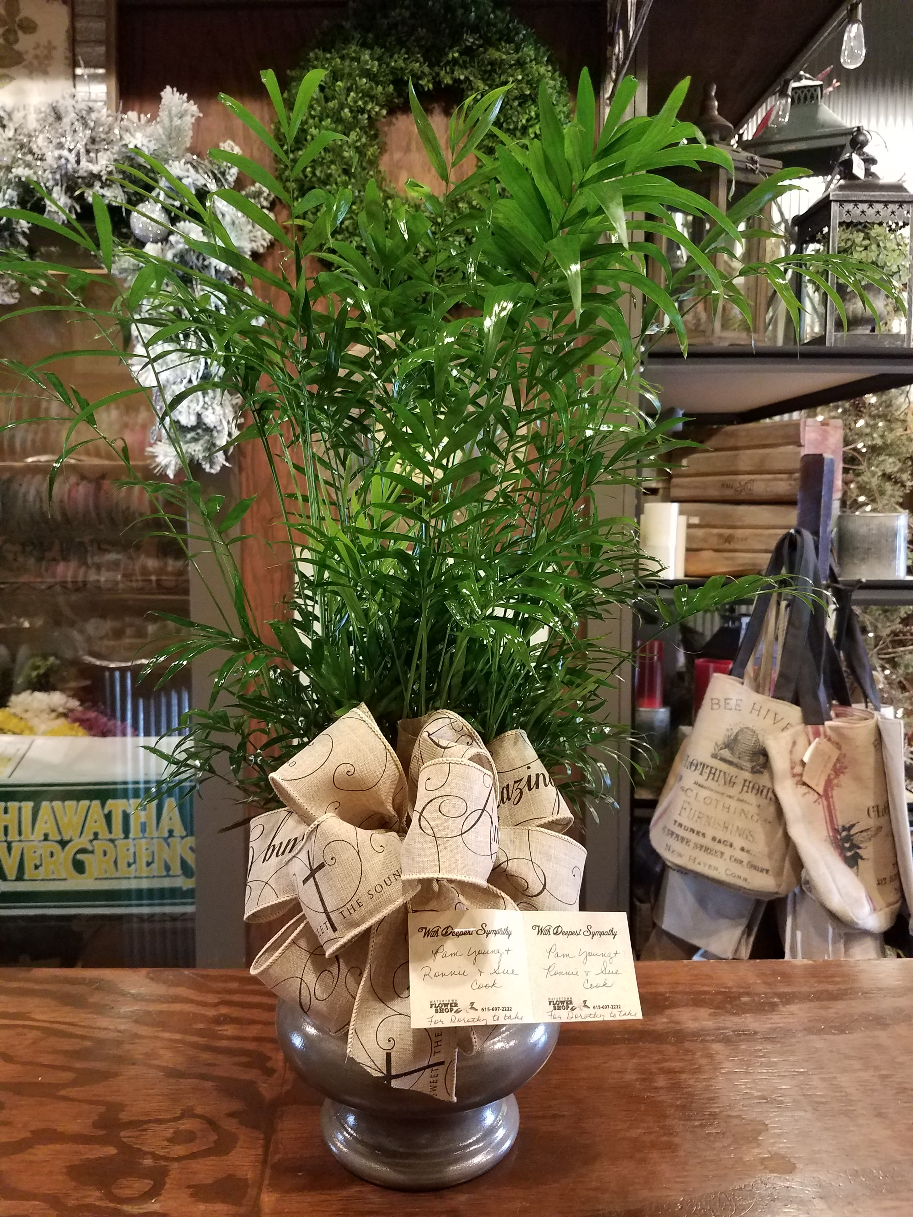 Palm plant - This palm plant comes in a traditional urn or basket with a bow. 