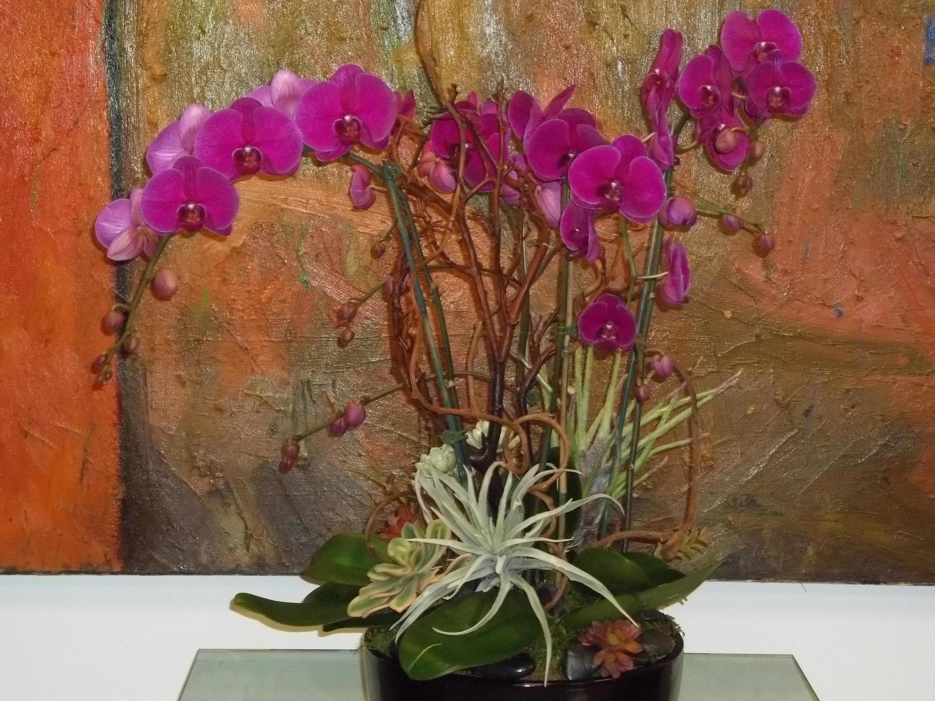 Orchids Galore - Beautiful deep purple orchids. 