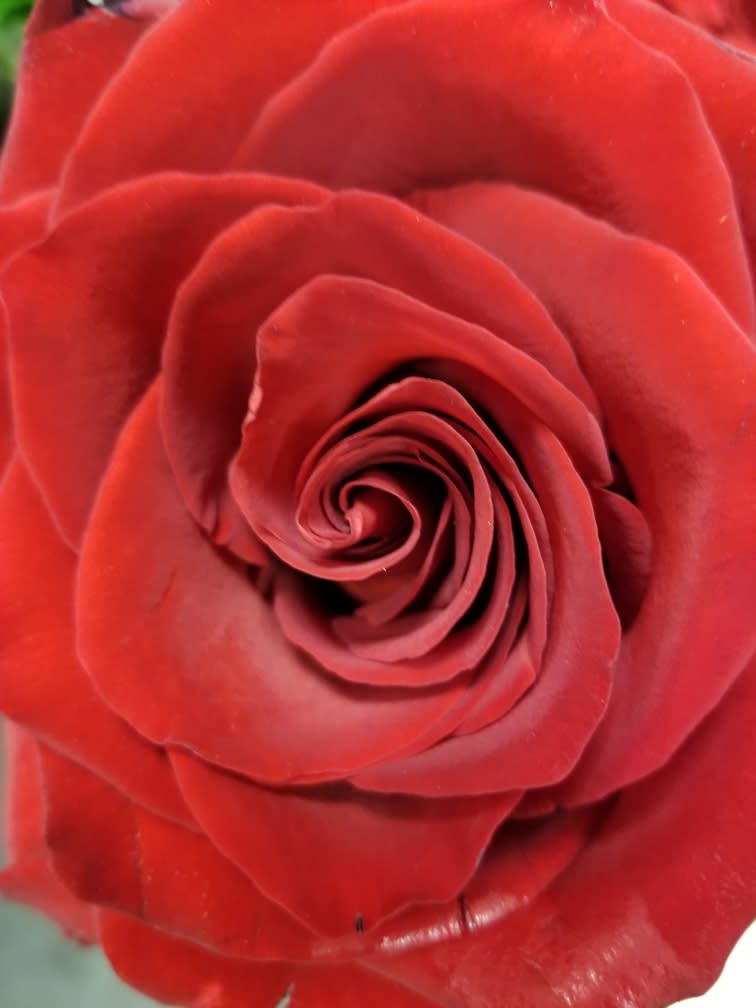 Close-up of a single red rose bloom